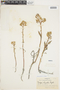 Rorippa palustris (L.) Besser, U.S.A., W. S. Cooper 310, F