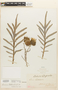 Cirsium pitcheri (Torr. ex Eaton) Torr. & A. Gray, U.S.A., C. W. Grassly, F