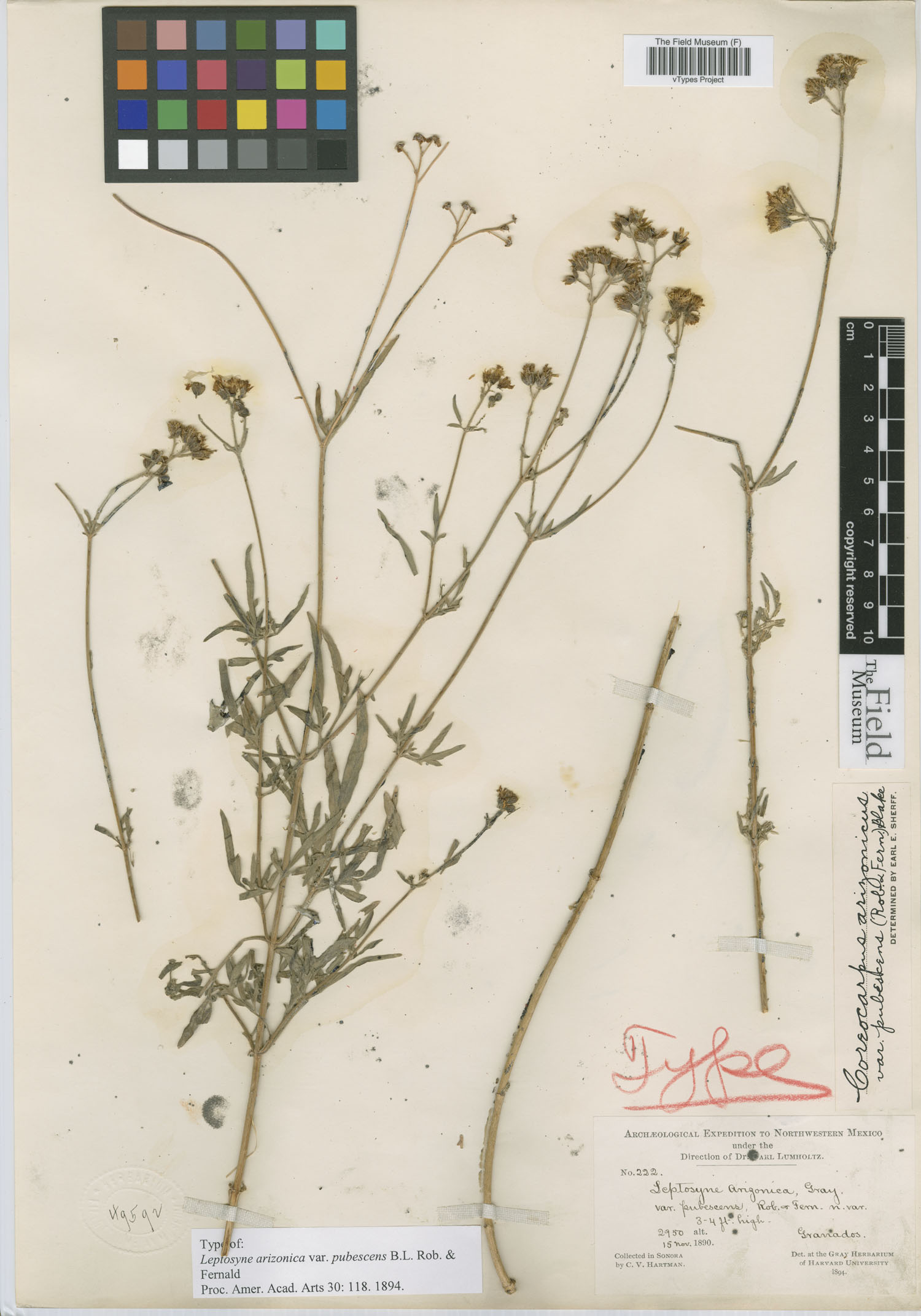 Leptosyne arizonica var. pubescens image