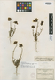 Leptosyne calliopsidea var. nana image