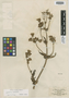 Lasiorrhiza glacialis Poepp. ex Less., CHILE, E. F. Poeppig 217, Isotype, F