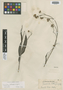 Leuceria lithospermifolia Reiche, CHILE, E. F. Poeppig, Isotype, F