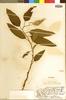 Remya kauaiensis var. magnifolia image