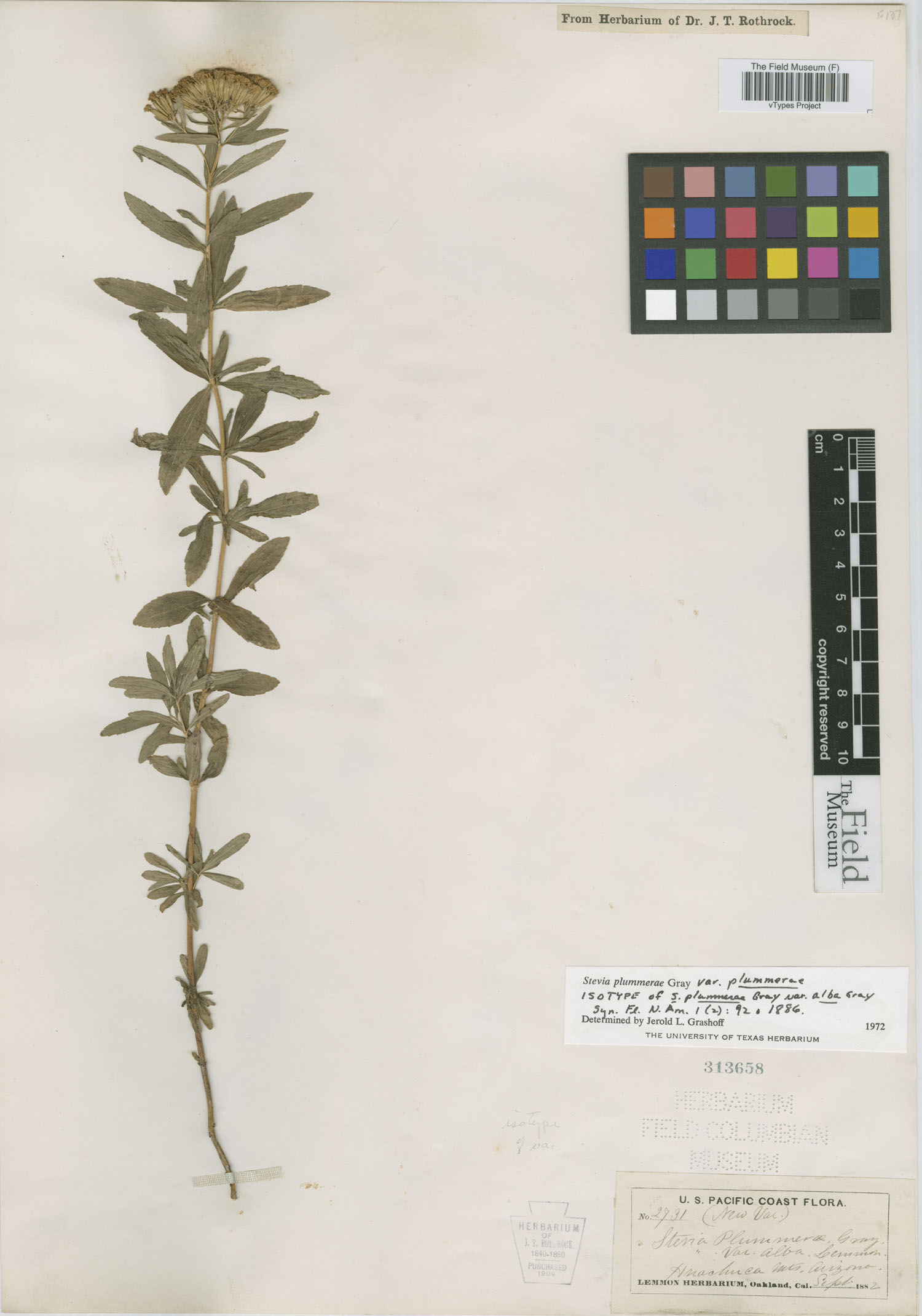 Stevia plummerae var. alba image