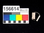 156614 faunal seal, cylinder