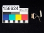 156624 faunal seal, cylinder