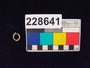 228641 shell pendant, pinctada