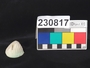 230817 faience/frit cosmetic, shell-shaped