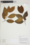Herbarium Sheet V0387452F