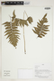Herbarium Sheet C0675386F