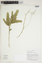 Herbarium Sheet C0675390F
