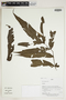 Herbarium Sheet C0675393F