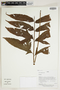 Herbarium Sheet C0675395F