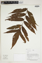 Herbarium Sheet C0675396F