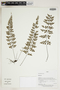 Herbarium Sheet C0675401F