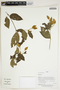 Herbarium Sheet V0414177F