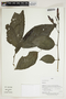 Herbarium Sheet V0414178F