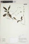 Herbarium Sheet V0414179F