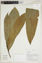 Herbarium Sheet V0414186F