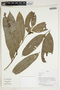 Herbarium Sheet V0414189F