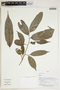 Herbarium Sheet V0414197F