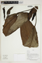 Herbarium Sheet V0414208F