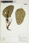 Herbarium Sheet V0414209F