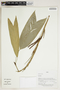 Herbarium Sheet V0414217F