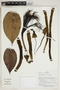 Herbarium Sheet V0414225F