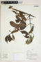 Herbarium Sheet V0414234F