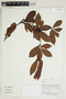Herbarium Sheet V0414237F
