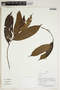 Herbarium Sheet V0414271F