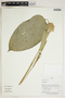 Herbarium Sheet V0414297F