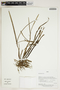 Herbarium Sheet V0414350F