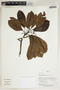 Herbarium Sheet V0414409F