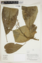 Herbarium Sheet V0414417F