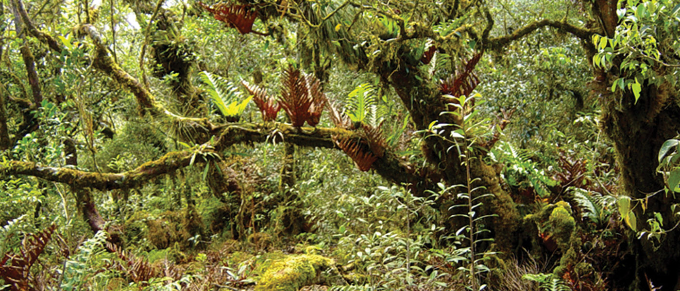 Banner image for natural history site 