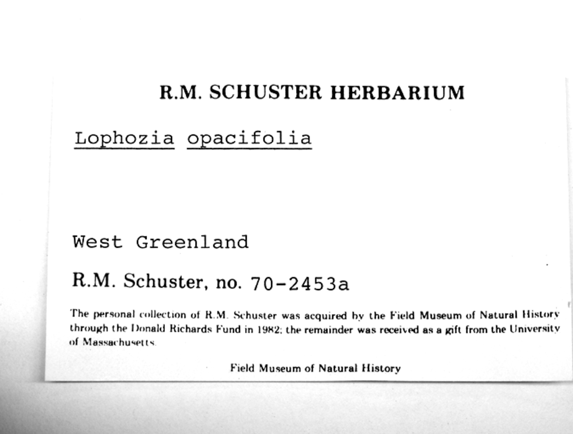 Schistochilopsis opacifolia image