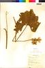 Flora of the Lomas Formations: Begonia octopetala L'Hér., Peru, R. Ferreyra 8704, F