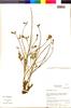 Flora of the Lomas Formations: Argylia radiata (L.) D. Don, Chile, M. O. Dillon 8052, F