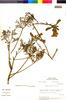 Flora of the Lomas Formations: Argylia radiata (L.) D. Don, Peru, M. O. Dillon 3774, F