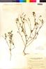 Flora of the Lomas Formations: Cryptantha filaginea (Phil.) Reiche, Chile, I. M. Johnston 5122, F
