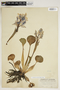Eichhornia crassipes (Mart.) Solms, U.S.A., C. R. Ball 375, F