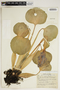 Eichhornia crassipes (Mart.) Solms, U.S.A., A. Traverse 209, F