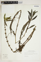 Hygrophila lacustris (Cham. & Schltdl.) Nees, U.S.A., W. C. Holmes 7540, F