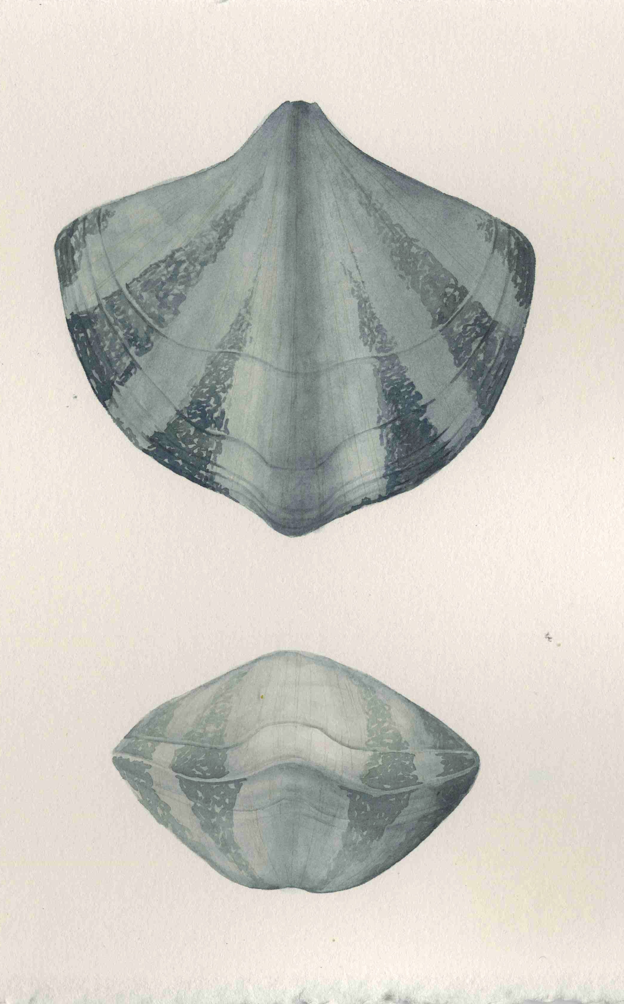 Scientific illustration by Monica Jurik of Eospirifer radiatus brachiopod  based on specimens  from Chicago and Indiana Waldron Shale. Common Silurian reef brachiopod from the Chicago - Milwaukee area. The illustration is a water color based on specimens in our collections.