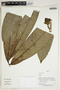 Herbarium Sheet V0414191F