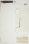 Botrychium ternatum f. alabamense (Maxon) Clute, New Zealand, T. Kirk, F