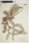Gleichenia circinnata var. microphylla (R. Br.) Maiden & Betche, New Zealand, T. Kirk, F