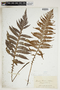 Lomaria fraseri A. Cunn., New Zealand, T. Kirk, F